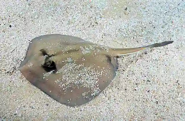 Kapala Stingaree (Urolophus kapalensis) Serrated barb delivers painful wound requiring surgery for removal.