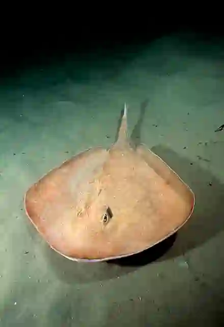 Sandyback Stingaree (Urolophus bucculentus) Adult swimming over sandy seabed.