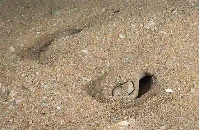 Sparsely-spotted Stingaree (Urolophus paucimaculatus) Eye and spiracle detail.