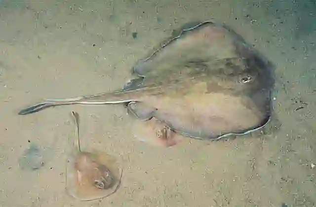 Greenback Stingaree (Urolophus viridis) Female giving birth. Deepwater stingaree.