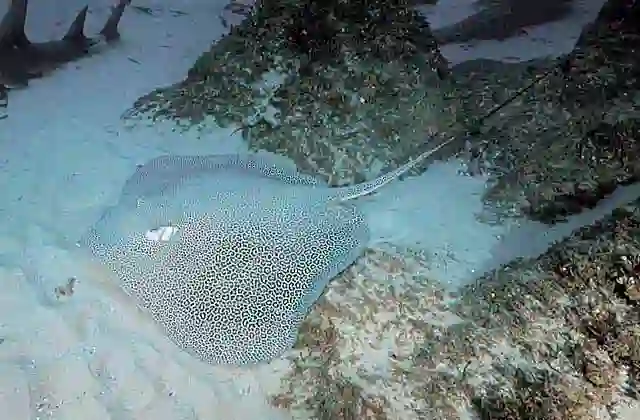 Leopard Whipray (Himantura undulata)