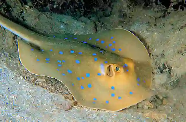 Blue-spotted Fantail Stingray (Taeniura lymma)