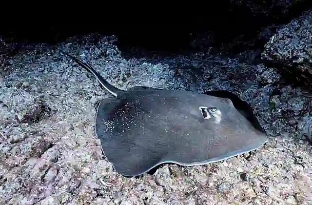 Southern Stingray (Hypanus americanus)