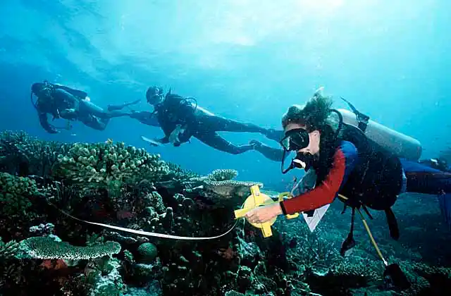 Research divers performing survey of reef fish and coral life.
