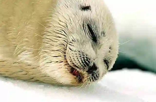 Ringed Seal (Pusa hispida) Sleeping juvenile.