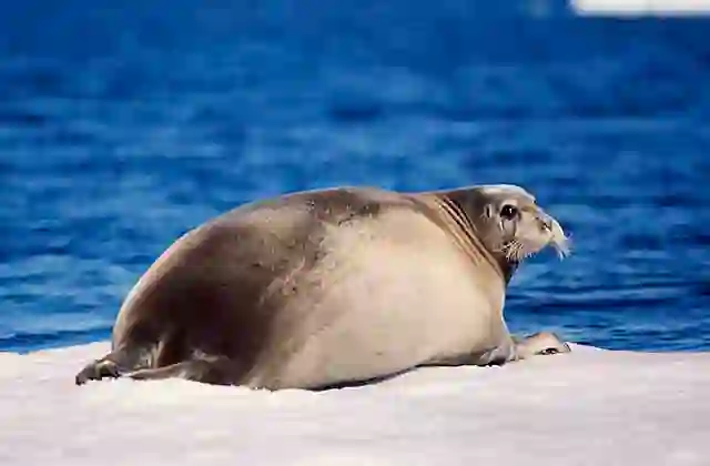 Bearded Seal (Erignathus barbatus)