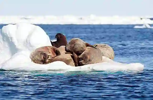 Atlantic Walrus (Odobenus rosmarus rosmarus) Sleeping group with juvenile.