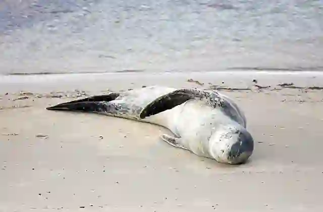 Leopard Seal (Hydrurga leptonyx) resting on beach.