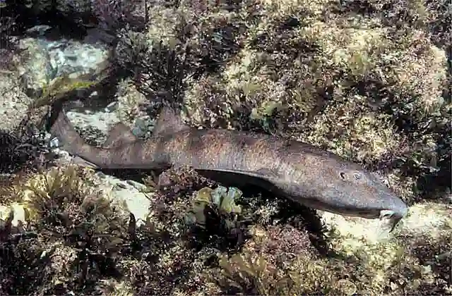 Blind Shark (Brachaelurus waddi) foraging over reef for crabs at night.