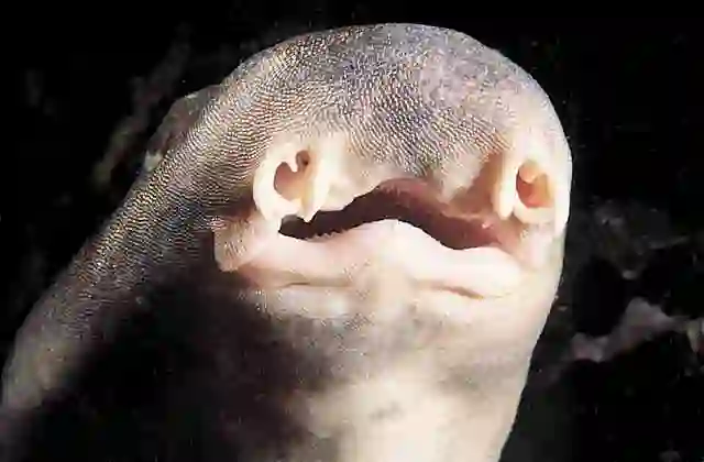 Rusty Carpet Shark (Parascyllium ferrugineum) nasal barbel, mouth and tooth detail.