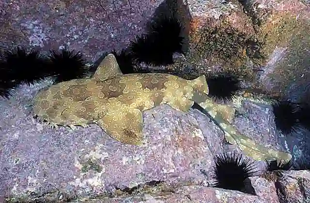Spotted Wobbegong Shark (Orectolobus maculatus)