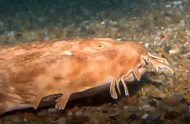 Japanese Wobbegong (Orectolobus japonicus)