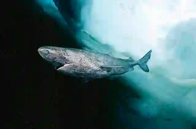 Greenland Shark (Somniosus microcephalus)
