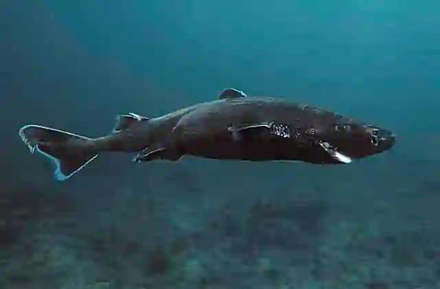 Smooth Lantern Shark (Etmopterus pusillus) Deep water dogshark found in 275 to 2000 m in Pacific and Atlantic oceans. Has bioluminescent organs on belly.
