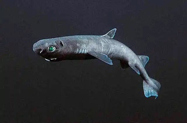 Black Shark (Dalatias licha) Deepwater dog shark found in 40 to 2000m. International distribution. Cookie cutter feeding behaviour. Commercial species.