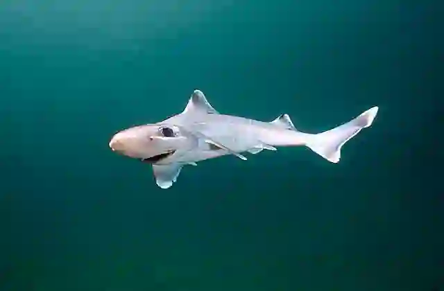 Endevour Dogfish (Centrophorus moluccensis)