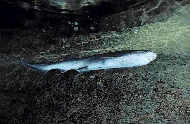 Broadnose Sevengill Shark (Notorynchus cepedianus) Juvenile.