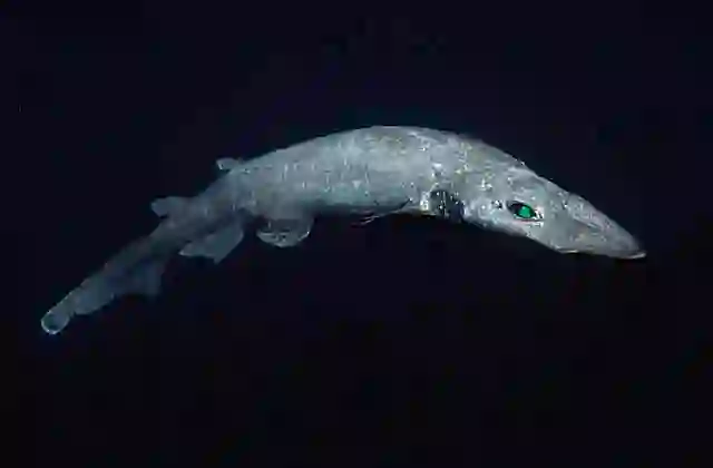 Freckled Catshark (Apristurus sinensis) Male underwater. Deepwater catshark found in 900 to 1400m. 