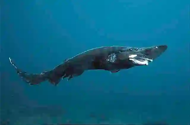 Roughskin Catshark (Apristurus ampliceps) Male. Deepwater catshark found in 840 to 1400 m in New Zealand and southern Australia.