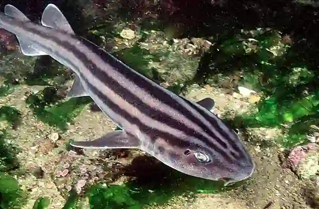 Pyjama Catshark (Poroderma africanum)