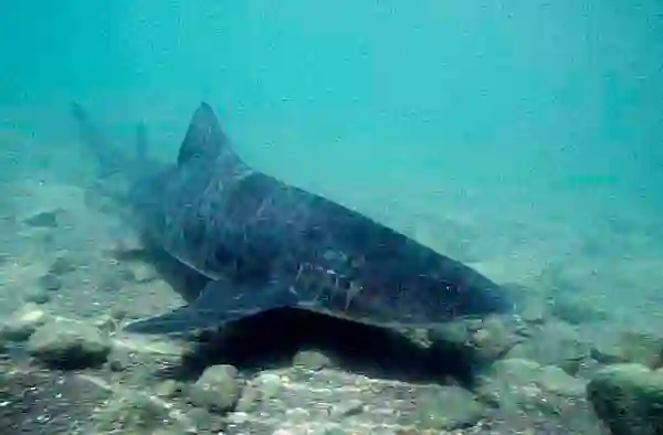 Leopard Shark (Triakis semifasciata) Female