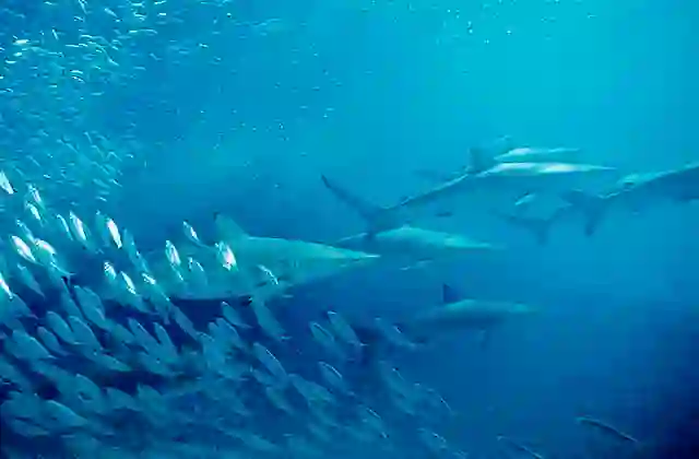 Spinner Sharks (Carcharhinus brevipinna) Feeding among baitball.