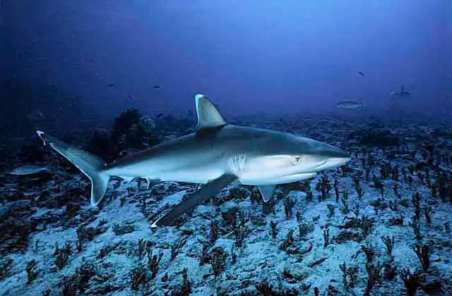 Silvertip Shark (Carcharhinus albimarginatus)