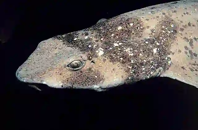 Draughtboard Swell Shark (Cephaloscyllium laticeps)