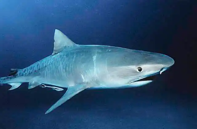 Tiger Shark (Galeocerdo cuvier)