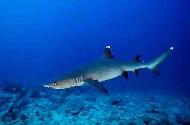 Whitetip Reef Shark (Triaenodon obesus)