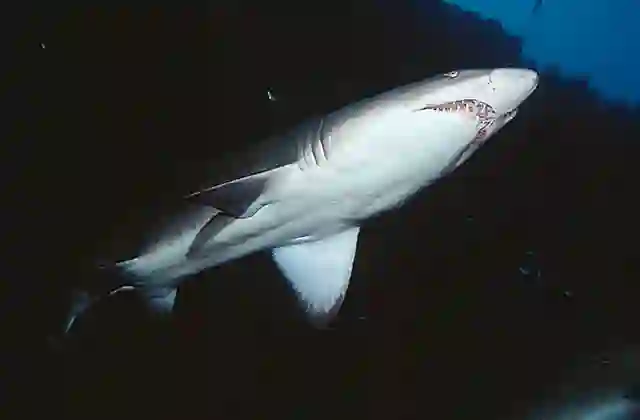 Grey Nurse Shark (Carcharias taurus)