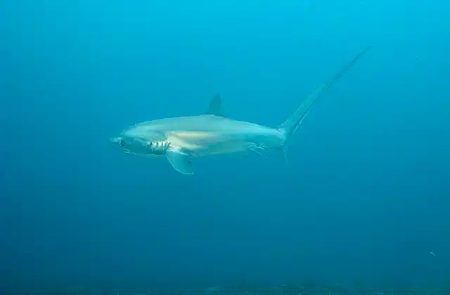 Pelagic Thresher Shark (Alopias pelagicus)