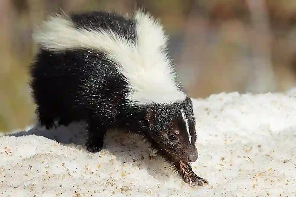 Striped Skunk (Mephitis mephitis) foraging during spring thaw.
