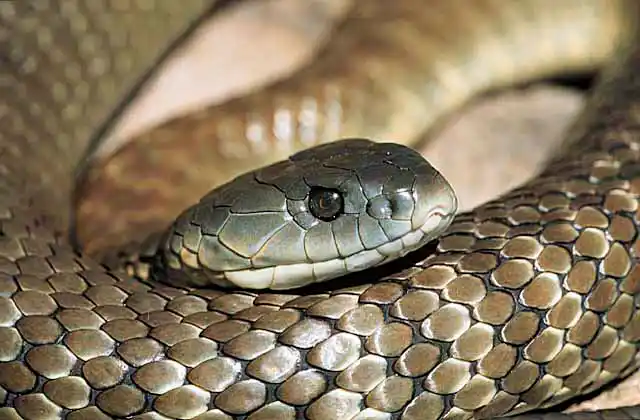 Tiger Snake (Notechis scutatus) Basking in sun. Very dangerous species. Cause of many snake bite deaths in Australia.