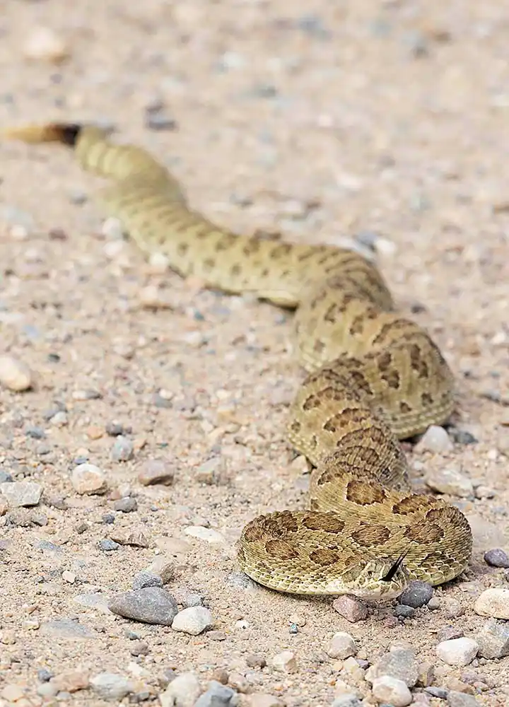 Prairie Rattlesnake (Crotalus viridis)