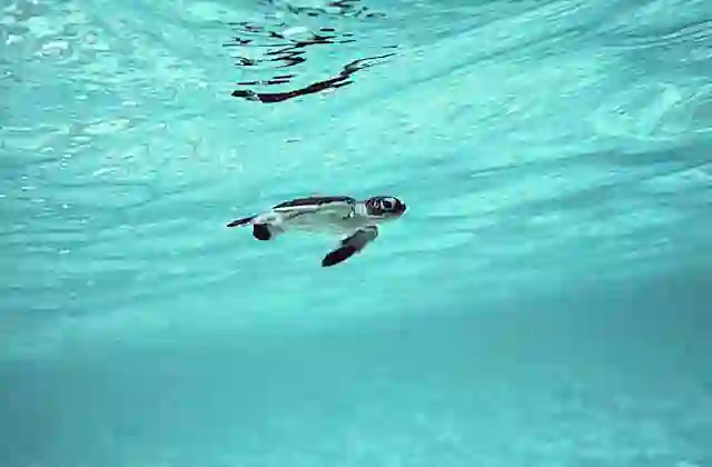 Green Turtle (Chelonia mydas) Hatchling swimming out to sea.