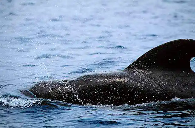 Short-finned Pilot Whale (Globicephala macrorhynchus) blow hole and spume.