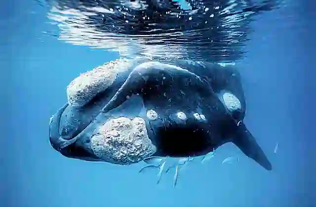 Southern Right Whale (Eubalaena australis) Endangered species.